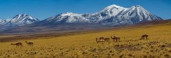 Fotografía: Vida en Atacama, Vicuñas sin parar