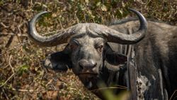 Fotografía: Búfalos, dicen que de lo más peligroso en los safaris africanos