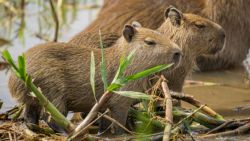 Fotografía: Capibaras en el pantanal