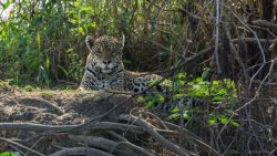 Fotografía: Jaguar pantanal