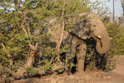 Fotografía: Elefante llegando al campamento