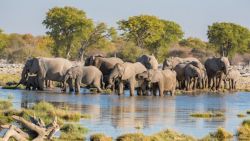 Fotografía: Manada de elefantes en Etosha