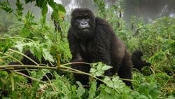 Fotografía: Se hace muy corta la hora viendo gorilas de montaña en Rwanda