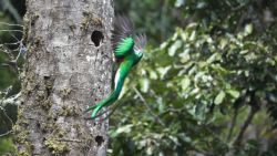 Fotografía: Macho Quetzal, siempre impresionante llegando al nido