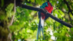 Fotografía: Uno no se cansa nunca de mirar Quetzales