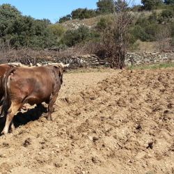 Arando con vacas en 2015