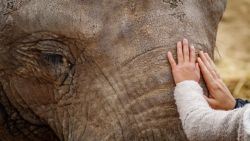 Fotografía: Transmisión de energía con un elefante
