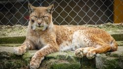 Fotografía: Un lince boreal con heridas por peleas con la hembra en el safari de Aitana
