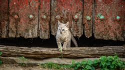 Fotografía: Colores alistanos y gatos