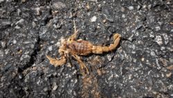 Fotografía: Hay quien dice que en Aliste no existen, pero por las carreteras se ven