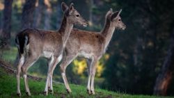 Fotografía: Doñana es siempre espectáculo de naturaleza