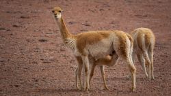 Imposible no ver Vicuñas en cuanto pasas de 3500 metros