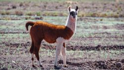 Guanaco en Atacama