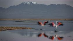 Flamencos volando en el salar de Atacama con volcanes de más de 6000m al fondo