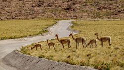 Listas y dispuestas para pasar en orden por el camino las Vicuñas