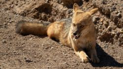 El zorro también se deja ver en el desierto aunque no muy contento