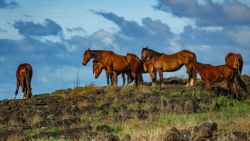La isla está llena de caballos vayas por donde vayas