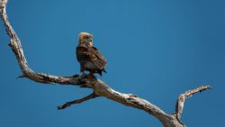 Fotografía: Cría de águila Bateleur
