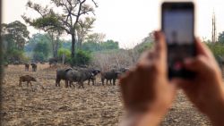 Fotografía: En los safaris africanos hasta con el móvil se sacan grandes fotos