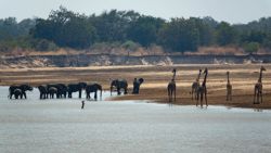 Fotografía: Es curioso ver cómo se van acercando a beber por especie y en manada