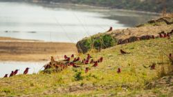 Fotografía: Espectaculares los abejarucos carmesí