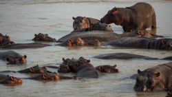 Fotografía: Guardería de hipopótamos en el río Luangwa