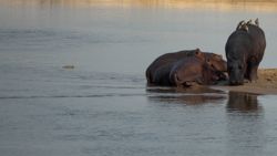 Fotografía: Hay pájaros de árbol y pájaros de hipopótamo