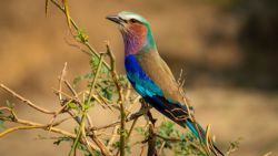 Fotografía: Impresionantes colores los de la carraca