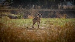 Fotografía: Las hienas son definitivamente los walking dead de la sabana