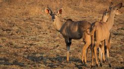 Fotografía: Los Kudus, orejotas y bonitos bonitos
