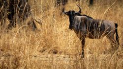 Fotografía: Los ñus del parque south Luangwa tienen unos tonos muy bonitos, la verdad