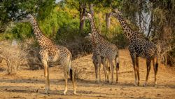 Fotografía: Si nos quedamos quietas pasamos desapercibidas