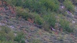 Oso en busca de avellanas