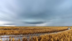 Fotografía: Arrozales con agua y tormentas en la Albufera