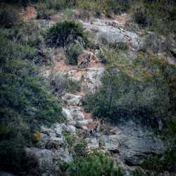 Fotografía: Cabras haciendo la ruta de los charcos de Quesa