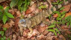 Fotografía: Iguanas en la naturaleza