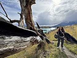 Paisaje Patagónico con Árbol Caído subiendo al mirador Cóndor