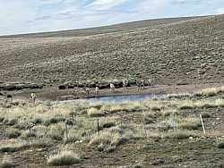 Guanacos junto a un charco en un paisaje patagónico