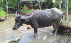 Un buey de agua