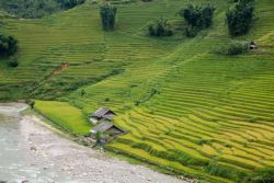 Los campos de arroz infinitos en sapa son impresionantes
