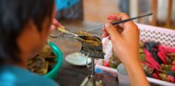 Cultivando perlas den halong