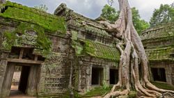 Ta Prohm impresiona con los árboles