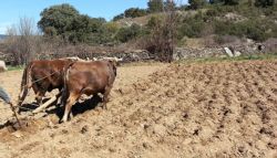 Fotografía: Arando la tierra con vacas en Aliste en 2015