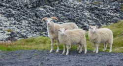 Las ovejas siempre de 3 en 3 en Islandia