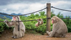 Imposible no pasar un rato divertido viendo a los monos en Arashiyama