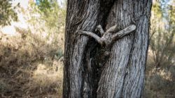 Fotografía: Figuras de la naturaleza actual, conejo saliendo de árbol