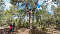 Pino candelabro en los Palancares, Cuenca
