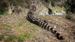 Fotografía: Gineta al borde de la carretera