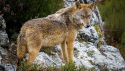Fotografía: Lobo en el centro de Robledo, Sanabria