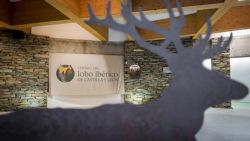 Fotografía: Recepción en el centro del lobo de Robledo